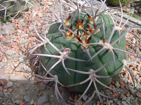 Gymnocalycium catamarcense