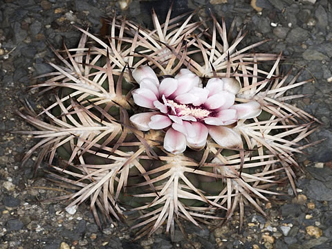Gymnocalycium pugionacanthum resp. catamarcense belense u Belen foto Václav Jiránek