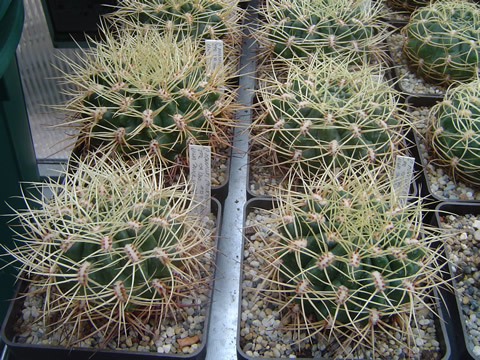 Gymnocalycium monvillei steineri čtvero jedinců sbírka ing Martin Tvrdík