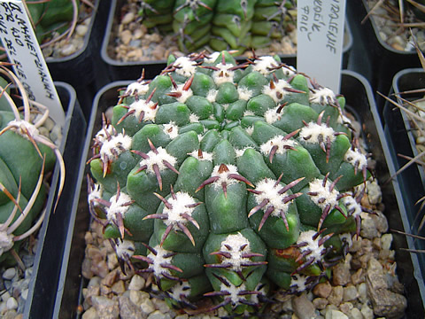 Gymnocalycium monvillei ex Lukašík short spines = krátkotrnné, sbírka ing Martin Tvrdík