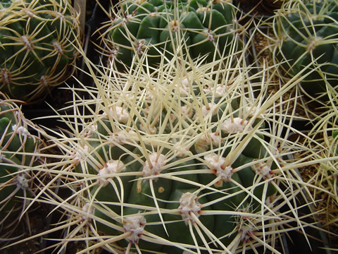 Vybrané formy Gymnocalycium monvillei, sbírka ing Václav jiránek CSc