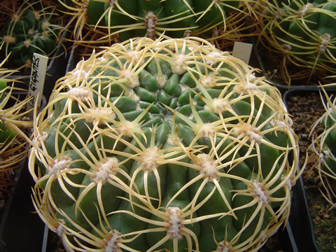 Vybrané formy Gymnocalycium monvillei, sbírka ing Václav jiránek CSc