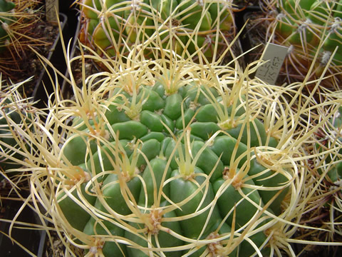 Vybrané formy Gymnocalycium monvillei, sbírka ing Václav jiránek CSc