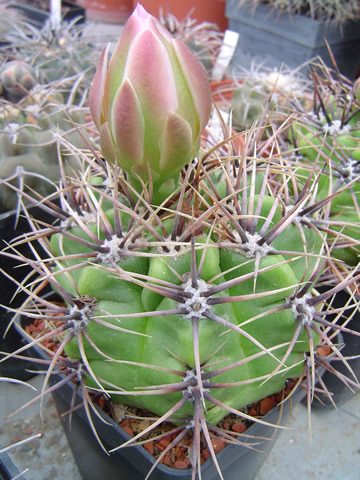 Gymnocalycium achirasense chacrasense