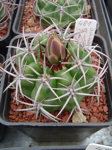 Gymnocalycium achirasense orientale