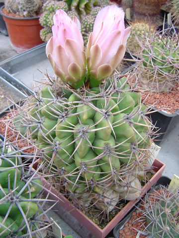 Gymnocalycium achirasense