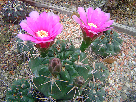 Vydařený hybrid Gymnocalycium achirasense