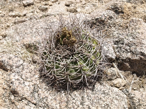 Gymn. acorrugatum NW San Aug. de Valle Fertil, foto Ch