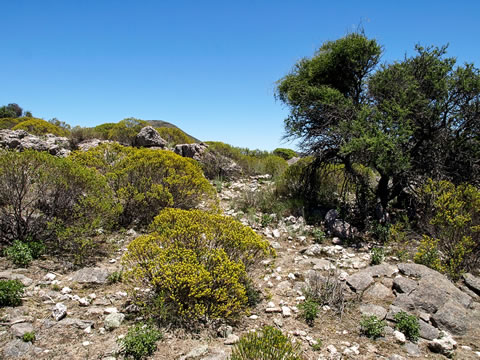 Gymnocalycium lamudanaense lokalita