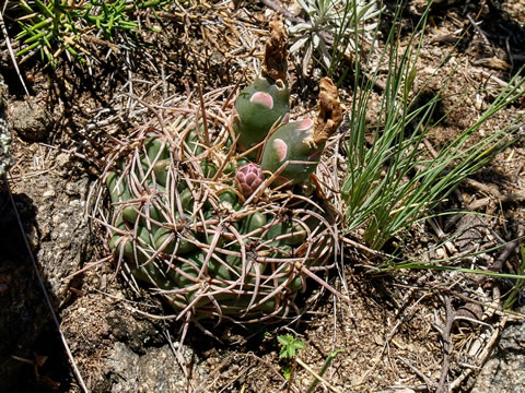 Gymnocalycium lamudanaense na lokalitě