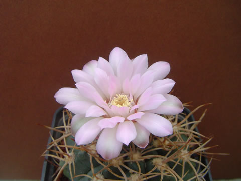 Gymnocalycium lamudanaense pohled do květu