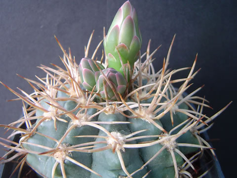 Gymnocalycium lamudanaense poupata