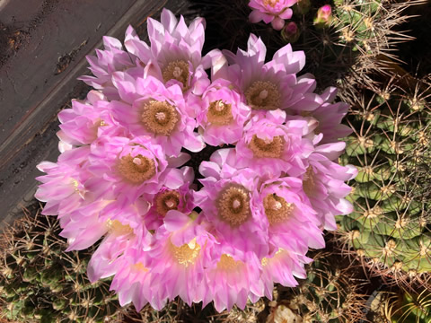 Gymnocalicium horridispinum, foto a sb. Pavel Stank