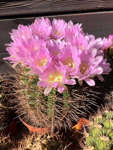 Gymnocalicium horridispinum, foto a sbírka Pavel Staněk