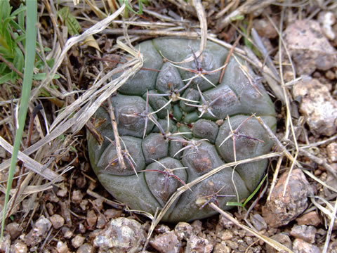 Gymn. prochazkianum-bicolor intermediate form Quilino-San Pab
