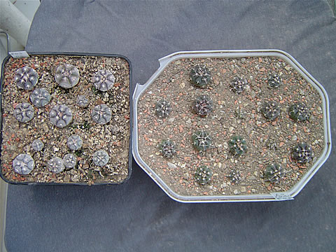 Vlevo (left) Gymn. prochazkianum LF, vpravo (right) Gymn. prochazkianum ivoi. Markantní rozdíly již v semenáčcích.