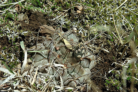 Gymn bicolor ssp simile VoS 150, foto Volker Schädlich