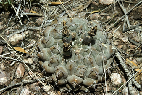 Gymn prochazkianum ssp simile VoS 150, foto Volker Schädlich