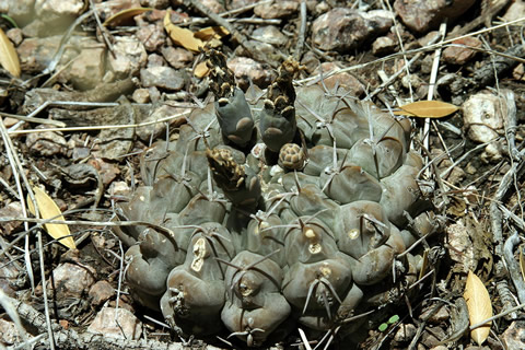 Gymn prochazkianum ssp simile VoS 150, foto Volker Schädlich