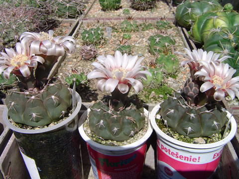 Gymn prochazkianum ivoi v květu in flower