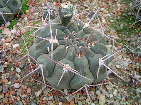 Gymnocalycium prochazkianum ssp simile VoS 150