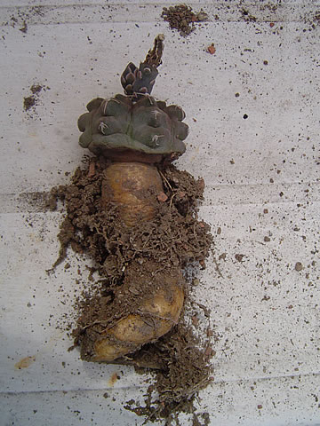 Gymnocalycium prochazkianum kořen 8letého semenáče root of 8 years old seedling