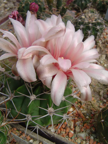 Gymnocalycium mostii miradorense, pvodn Bozsingovo jmno Gymn mostii stenocostatum