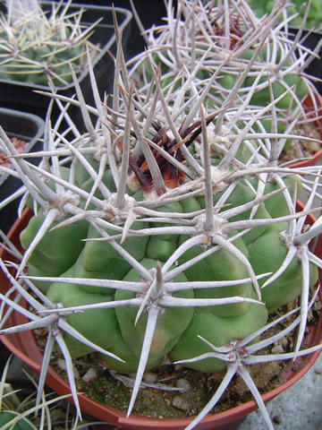 Gymnocalycium mostii