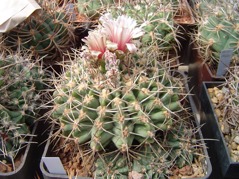 Gymnocalycium mostii miradorense (stenocostatum ex Bozsing)