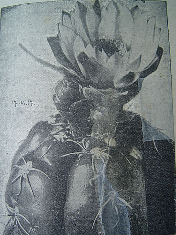 Gymn. denudatum, foto A.V.Frič v Praktickém rádci září 1917, foto 17.VI.17