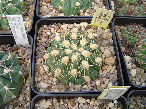 Gymnocalycium denudatum ssp angulatum Gf 309, sbírka ing Martin Tvrdík