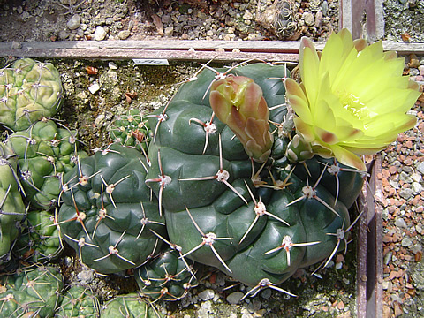 Gymnocalycium melanocarpum