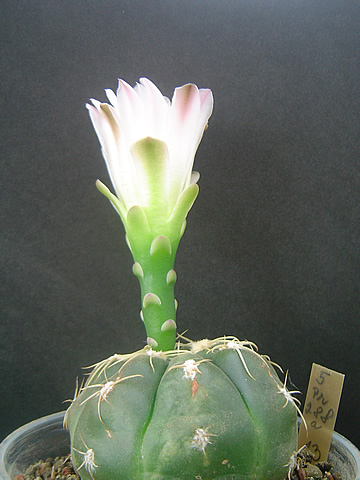 Gymnocalycium denudatum v roseiflorum Pr 288a v ranním svitu
