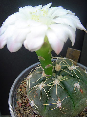 Gymnocalycium denudatum var roseiflorum Pr 288 Lavras do Sul, RGS, Brazílie
