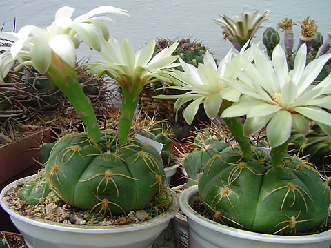 Gymnocalycium angelae