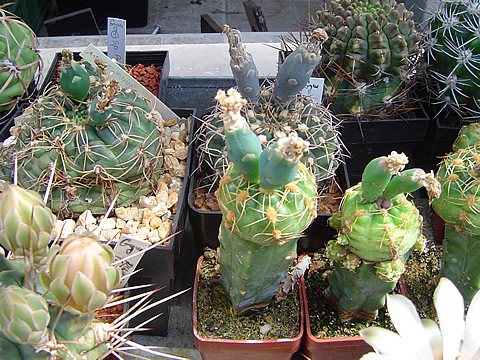 Gymnocalycium angelae v popředí s plody