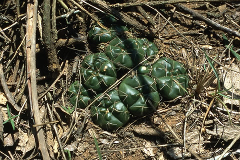 Gymnocalycium paraguayense, Paraguay, Cordillera, Ita Moroti, 270 m, foto Volker Schdlich