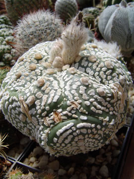 Astrophytum asterias Kabuto