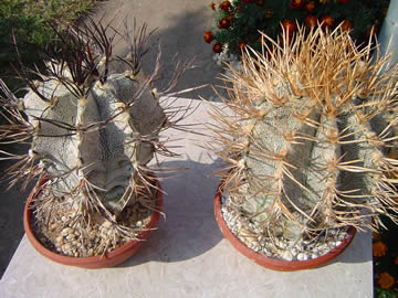 Astrophytum niveum černé a zlaté