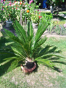 Cycas revoluta