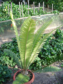 Dioon edule