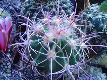 Echinocactus polycephalus