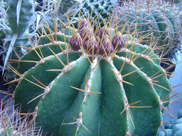 Ferocactus schwarzii