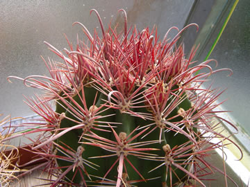 Ferocactus recurvus s poupaty