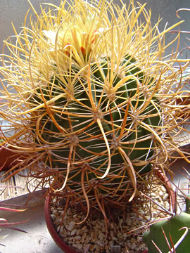 Ferocactus chrysacanthus kvetoucí
