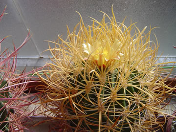 Ferocactus chrysacanthus v květu