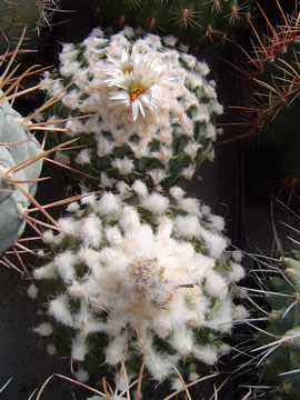 Obregonia denegrii