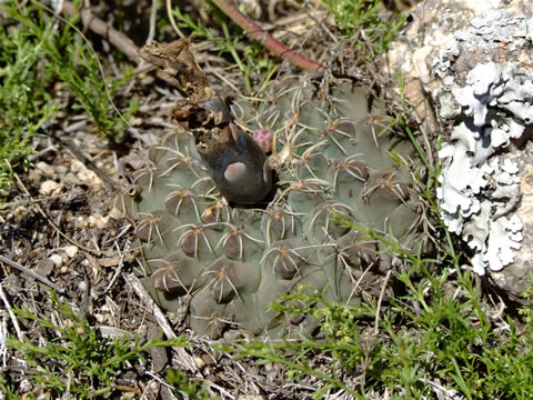 Gymn. stellatum kleinianum Copina, foto Ch