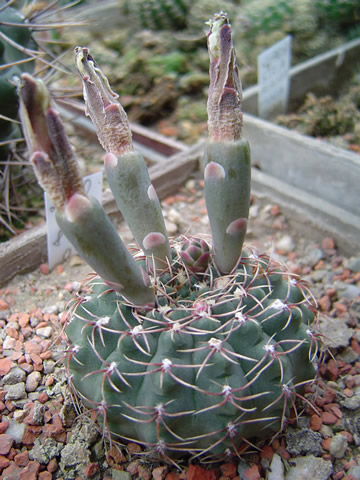 Gymnocalycium stellatum JO 878.01