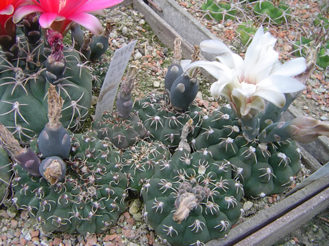 Gymnocalycium stellatum kleinianum VG 04-052 El Retiro